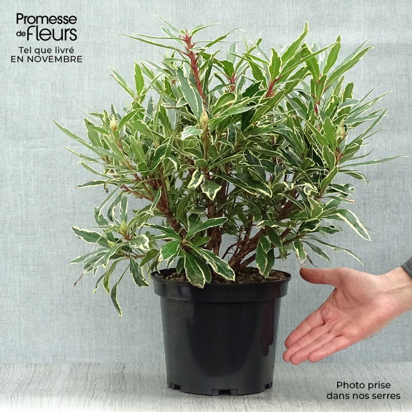 Spécimen de Rhododendron ponticum Variegatum - Grand Rhododendron Pot de 4L/5L tel que livré en automne