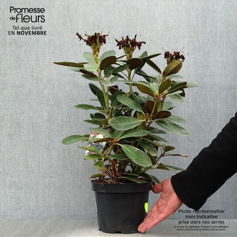 Spécimen de Rhododendron yakushimanum Silberwolke - Rhododendron nain Pot de 3L/4L tel que livré en automne