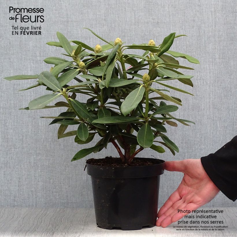 Spécimen de Rhododendron yakushimanum Sneezy Pot de 2L/3L tel que livré en hiver