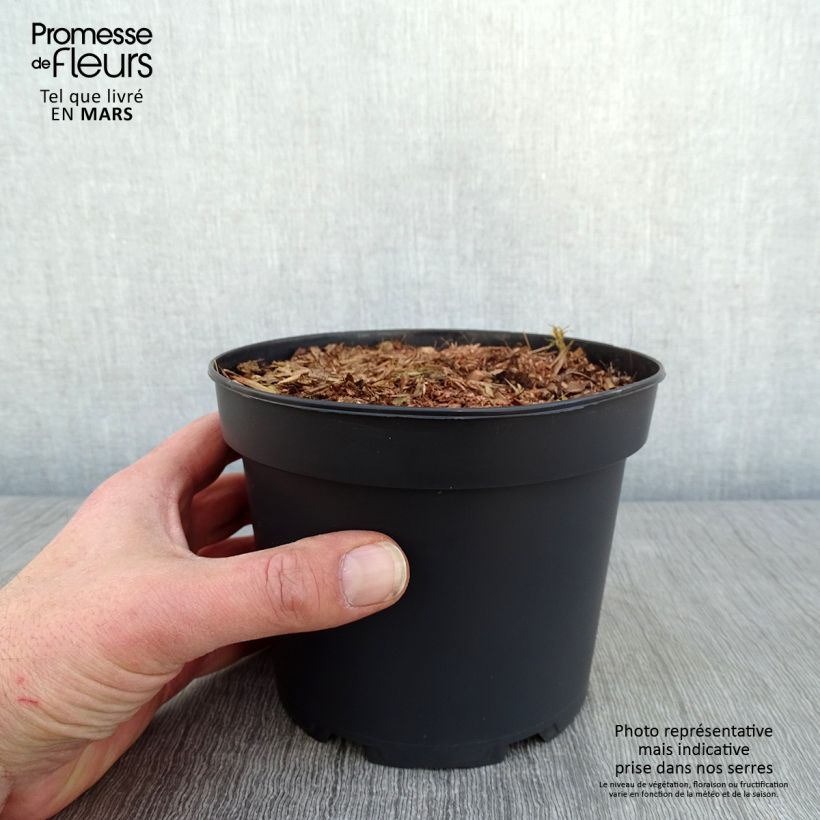 Spécimen de Rodgersia pinnata Bronze Peacock en pot de 2/3 L tel que livré en hiver