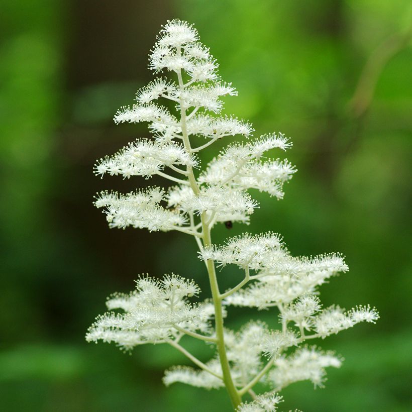 Rodgersia podophylla (Floraison)