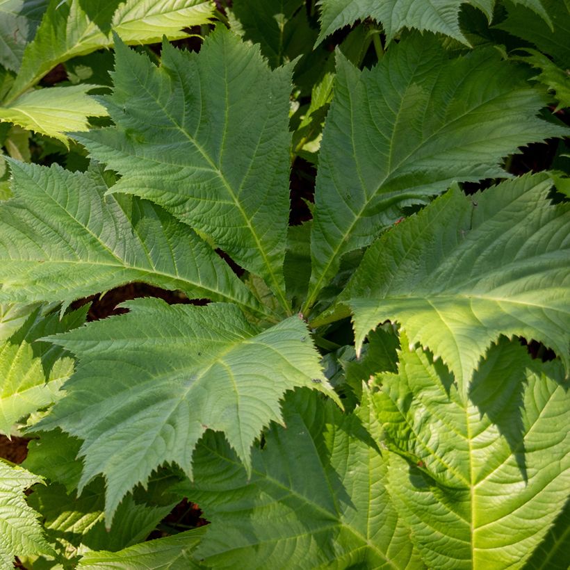 Rodgersia sambucifolia - Rodgersia à feuilles de sureau (Feuillage)