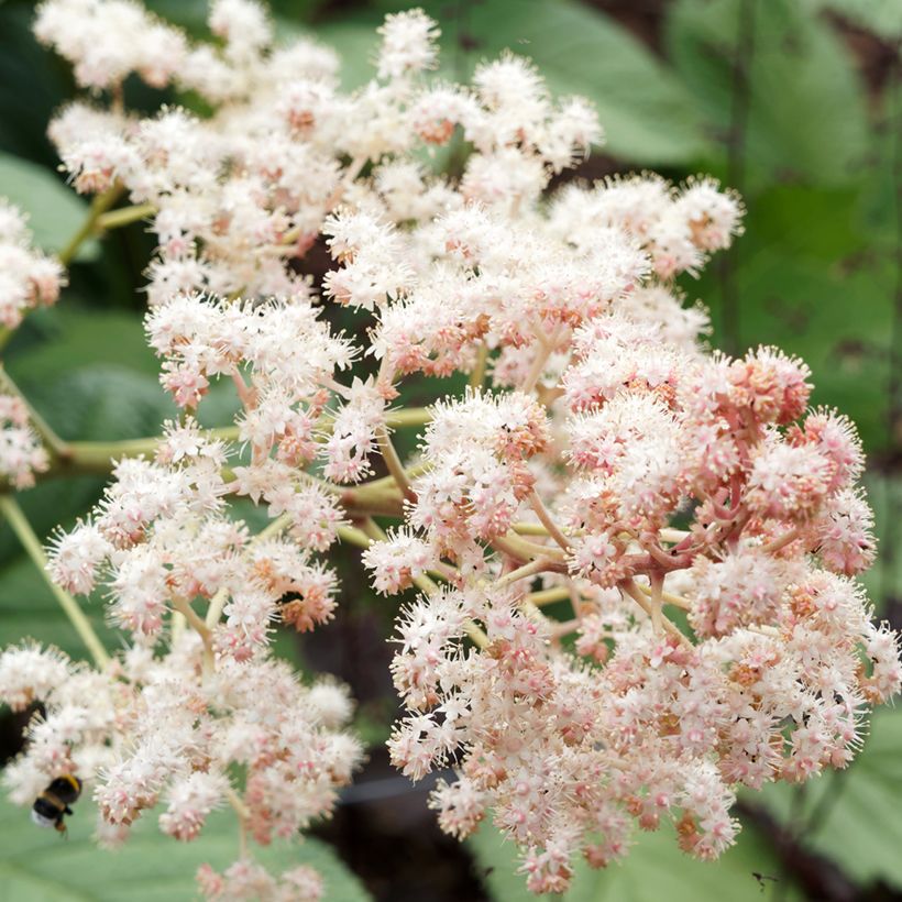 Rodgersia sambucifolia - Rodgersia à feuilles de sureau (Floraison)