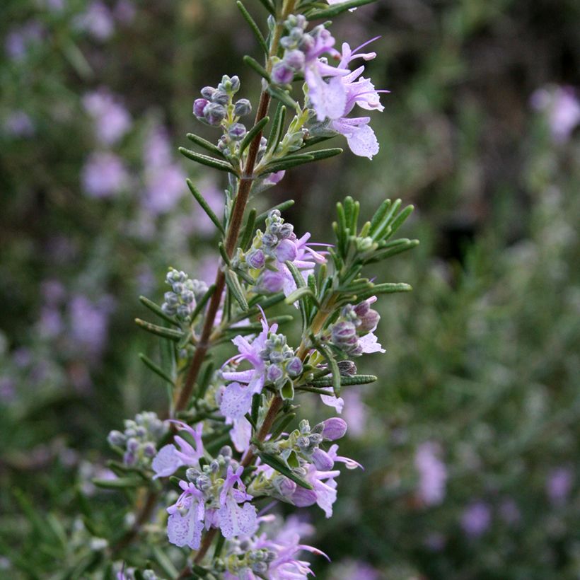 Romarin - Rosmarinus officinalis Majorca Pink  (Floraison)