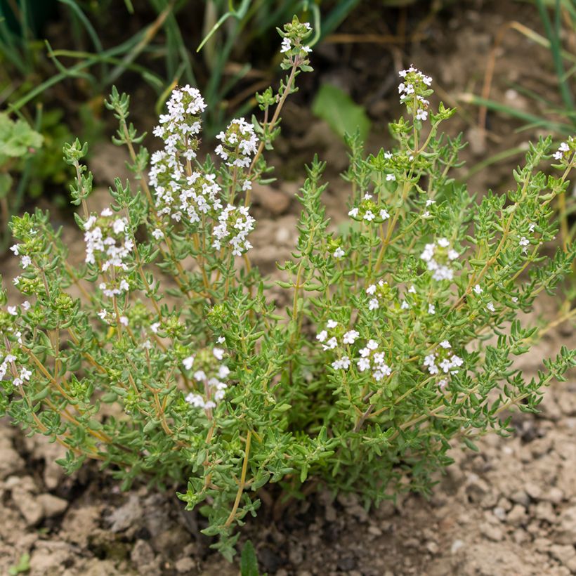 Romarin à fleurs blanches - Rosmarinus officinalis Albiflorus (Port)