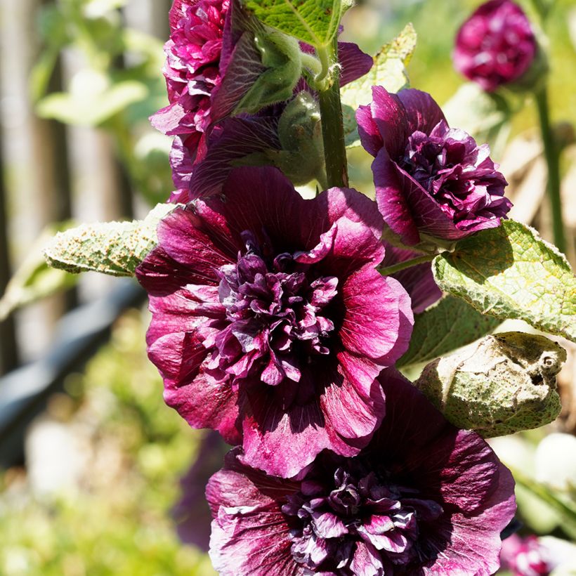 Rose trémière - Alcea rosea Chater's Double Violet (Floraison)