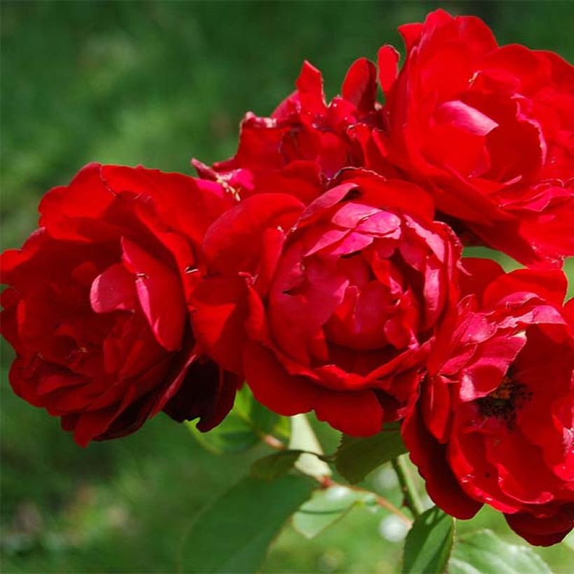 Rosier Lilli Marleen ® - A fleurs groupées, remontant, classique
