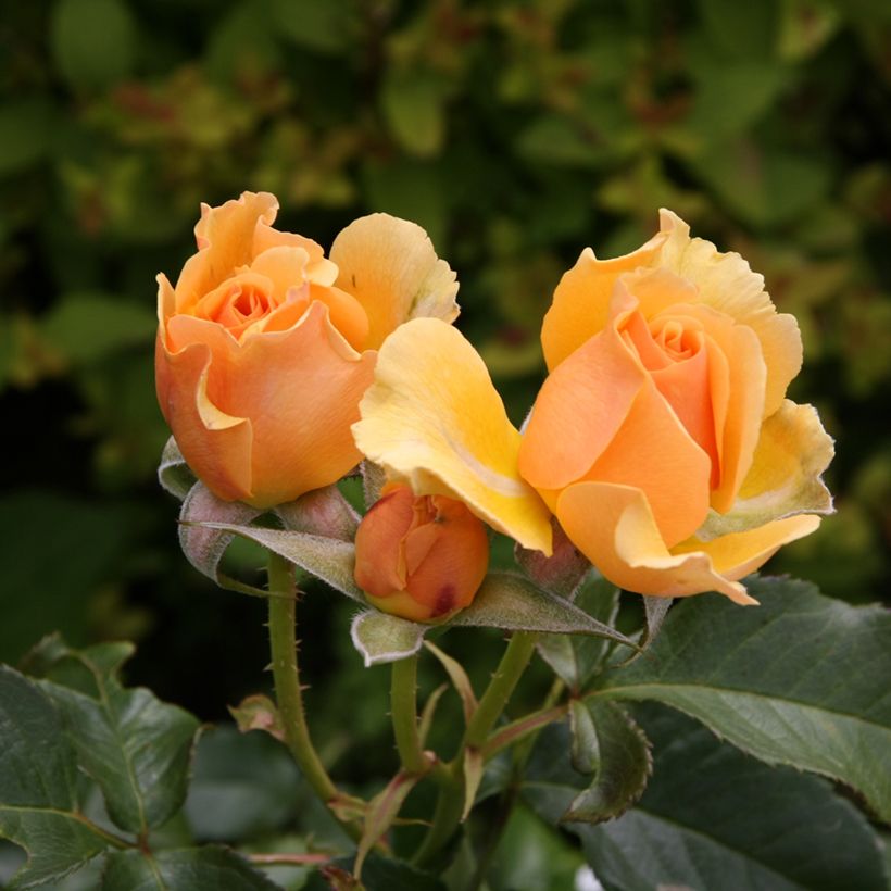 Rosier à fleurs groupées Amber Queen (Floraison)