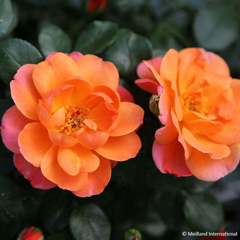 Rosier à fleurs groupées Sugar Candy Rose (Floraison)