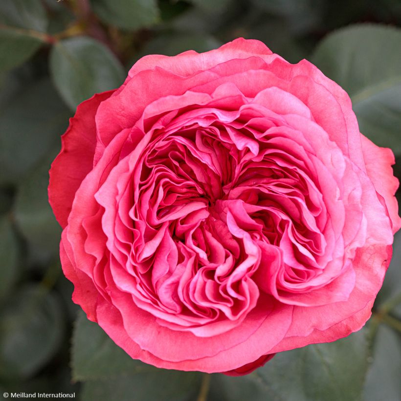 Rosier à grandes fleurs Audrey Fleurot (Floraison)