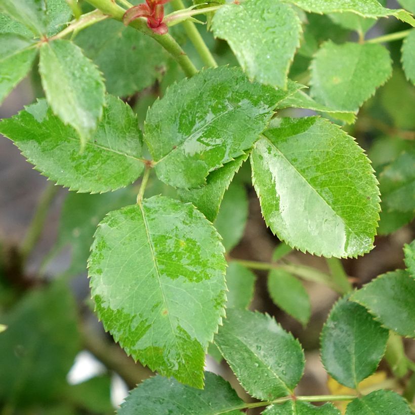 Rosier à grandes fleurs Espoir d'Anjou (Feuillage)