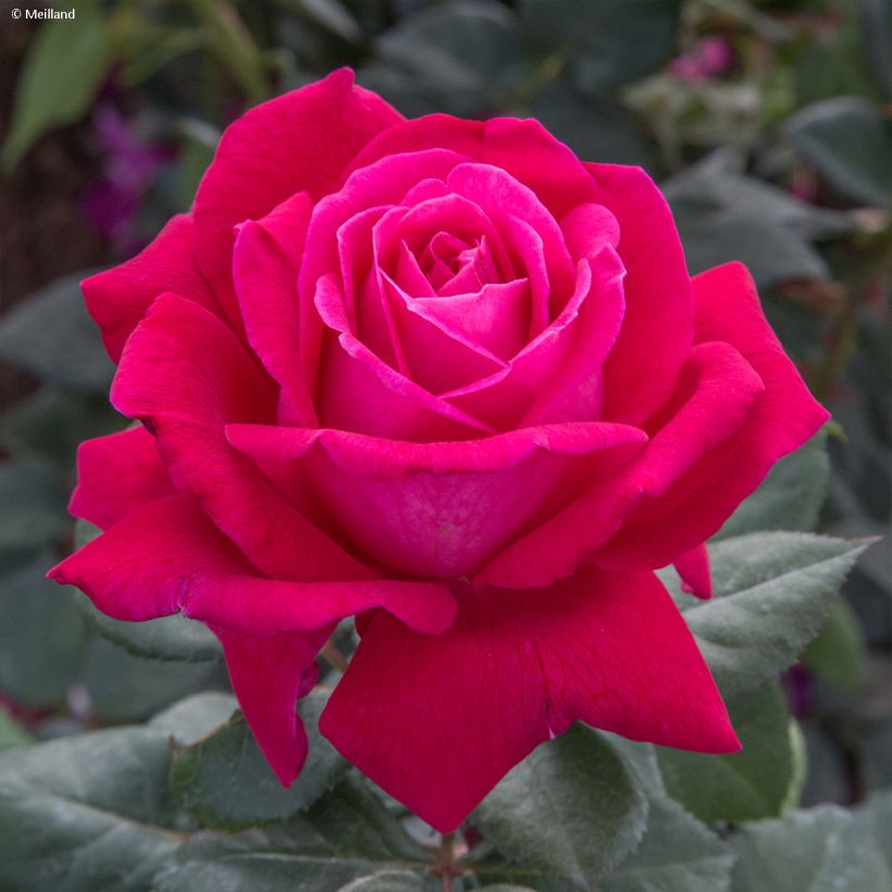 Rosier à grandes fleurs Elégance Française (Floraison)