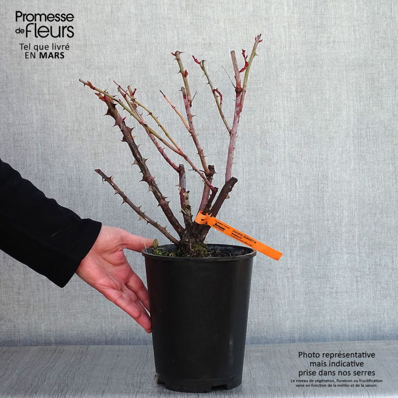 Spécimen de Rosier à grandes fleurs Pacific Sunset - Pot de 4L/5L tel que livré en hiver