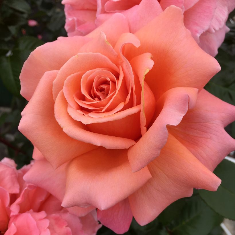 Rosier à grandes fleurs Parfum de Loire (Floraison)