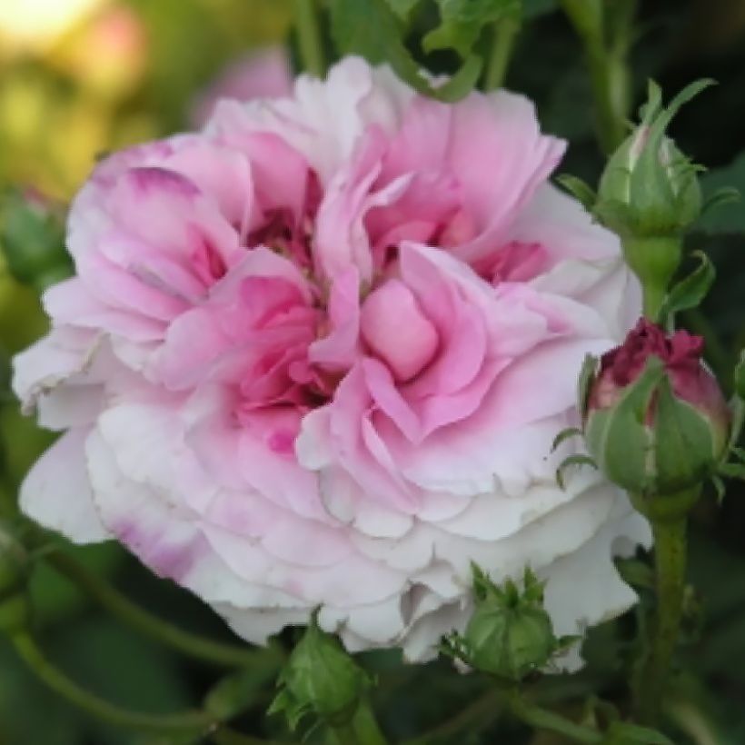 Rosier ancien de Damas Ispahan (Pompon des Princes) (Floraison)