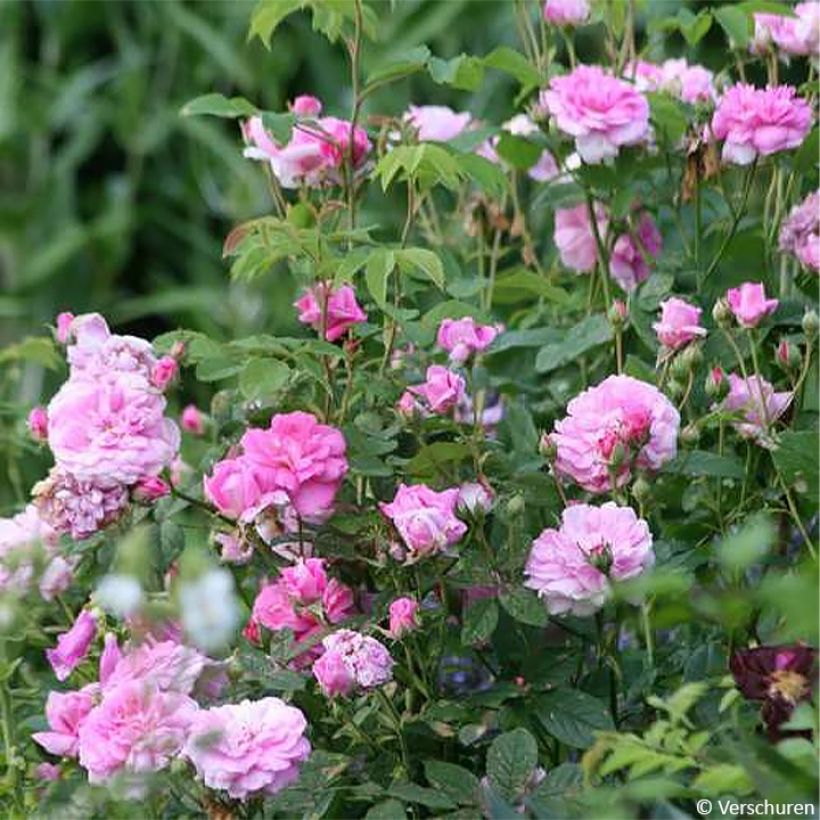 Rosier ancien de Damas Ispahan (Pompon des Princes) (Port)