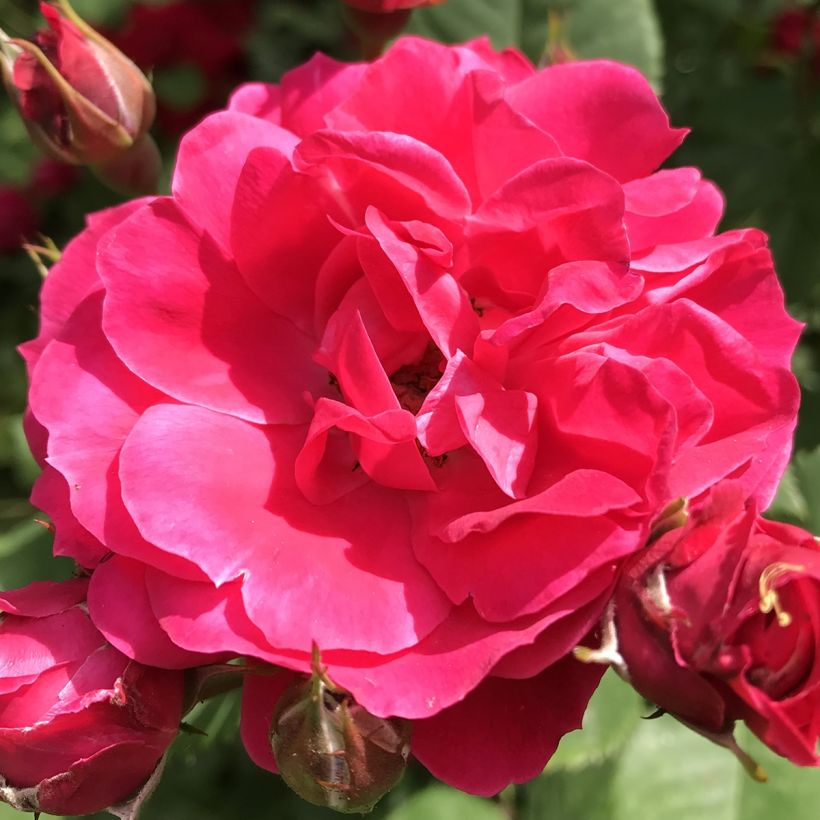 Rosier arbustif Cerise Bouquet (Floraison)