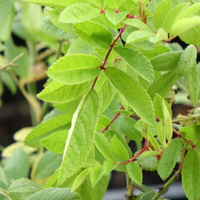 Rosier arbustif Magie d'orient (Feuillage)