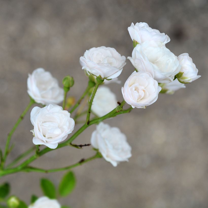 Rosier couvre-sol Crystal Fairy (Floraison)