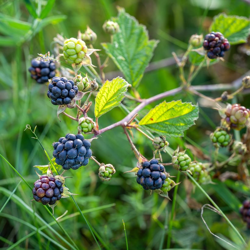 Ronce bleue - Rubus caesius (Récolte)