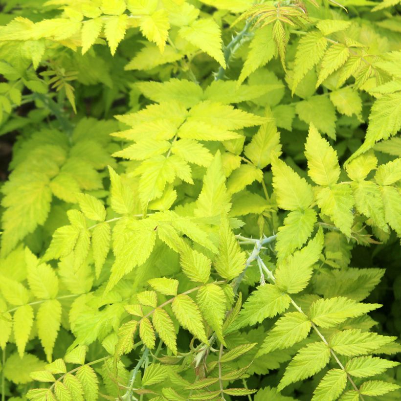 Rubus cockburnianus Golden Vale Wyego - Ronce à bois blanc (Feuillage)