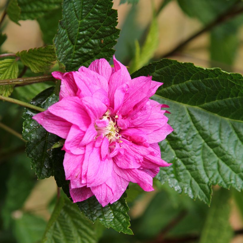 Rubus spectabilis Olympic Double (Flore Pleno) - Ronce d'ornement (Floraison)