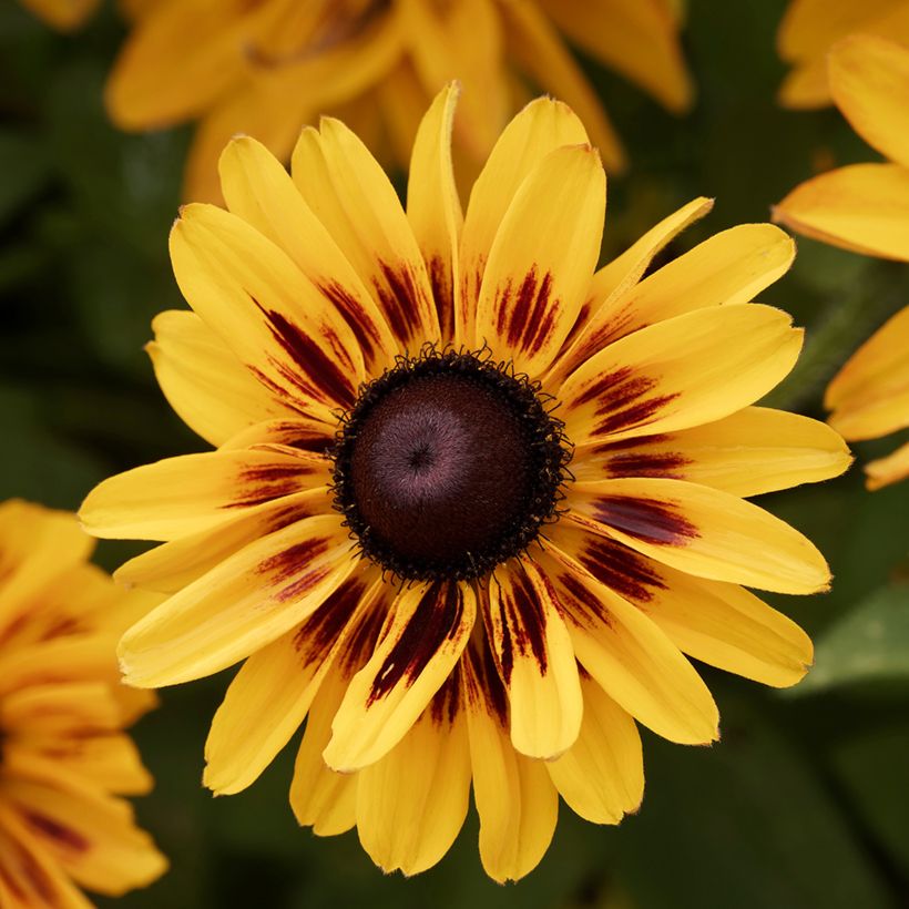 Rudbeckia Giggling SmileyZ (Floraison)