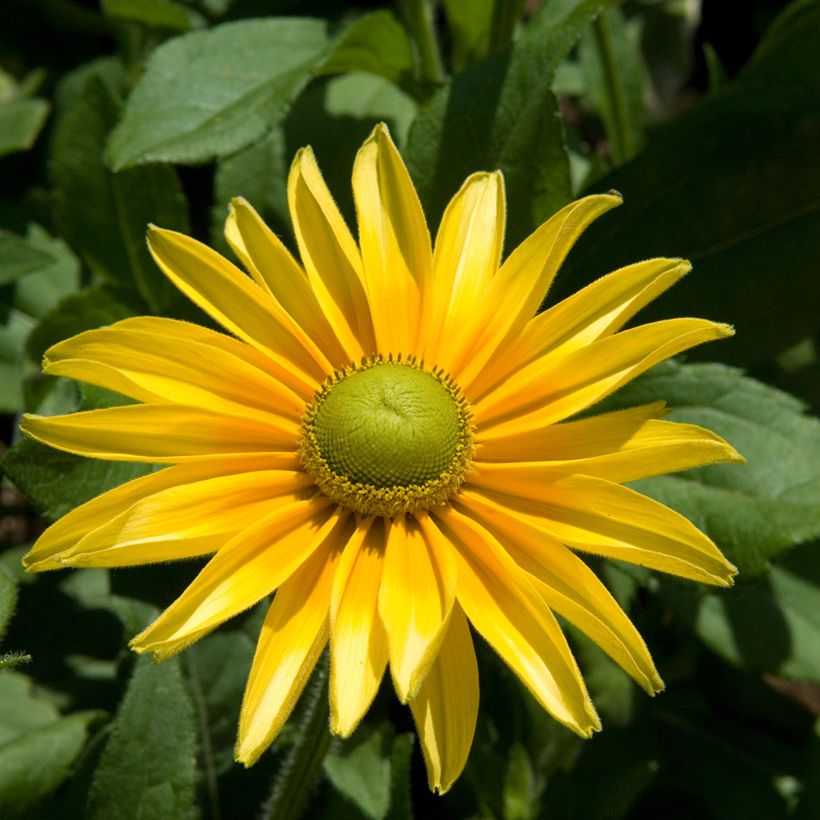 Rudbeckia annuel Prairie Sun (Port)