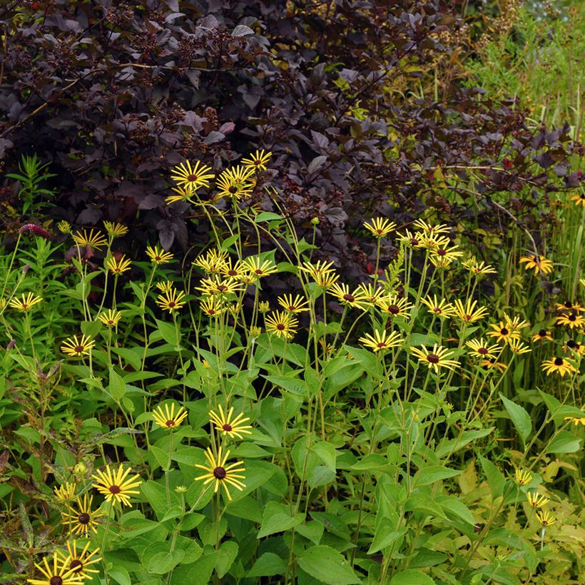 Rudbeckia subtomentosa Henry Eilers (Port)