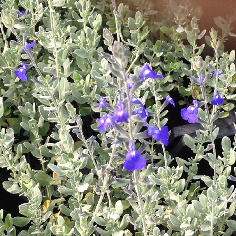 Sauge germandrée - Salvia chamaedryoides var. isochroma (Feuillage)