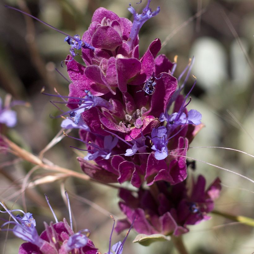 Sauge du désert - Salvia pachyphylla (Floraison)