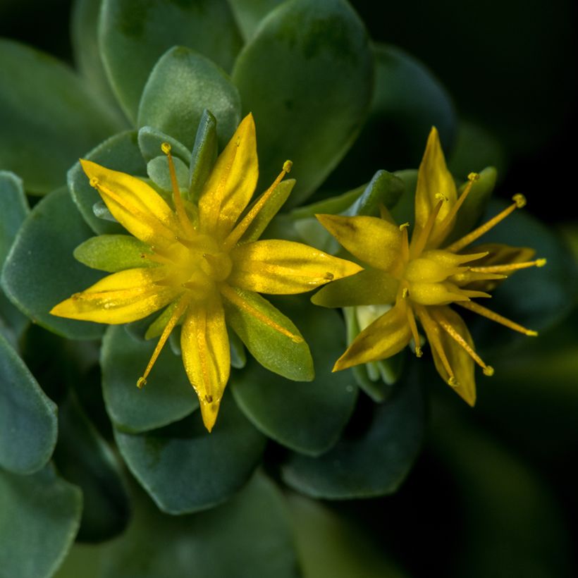 Sedum palmeri - Orpin de Palmer (Floraison)