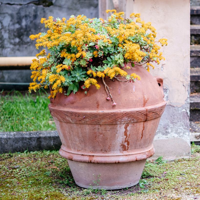 Sedum palmeri - Orpin de Palmer (Port)