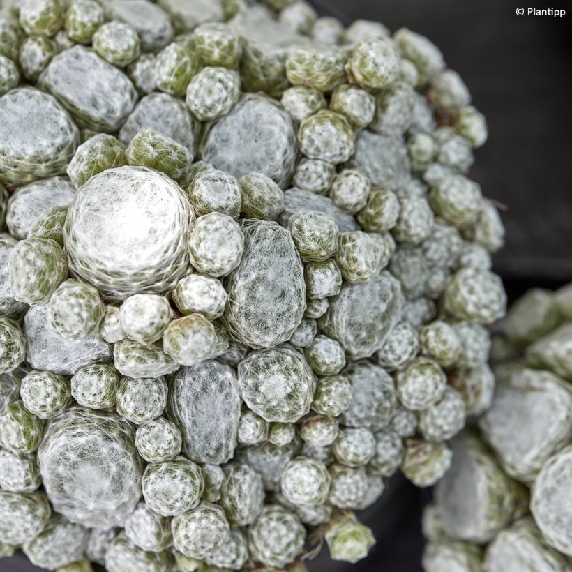 Sempervivum Colorockz Arctic White - Joubarbe toile-d'araignée (Feuillage)