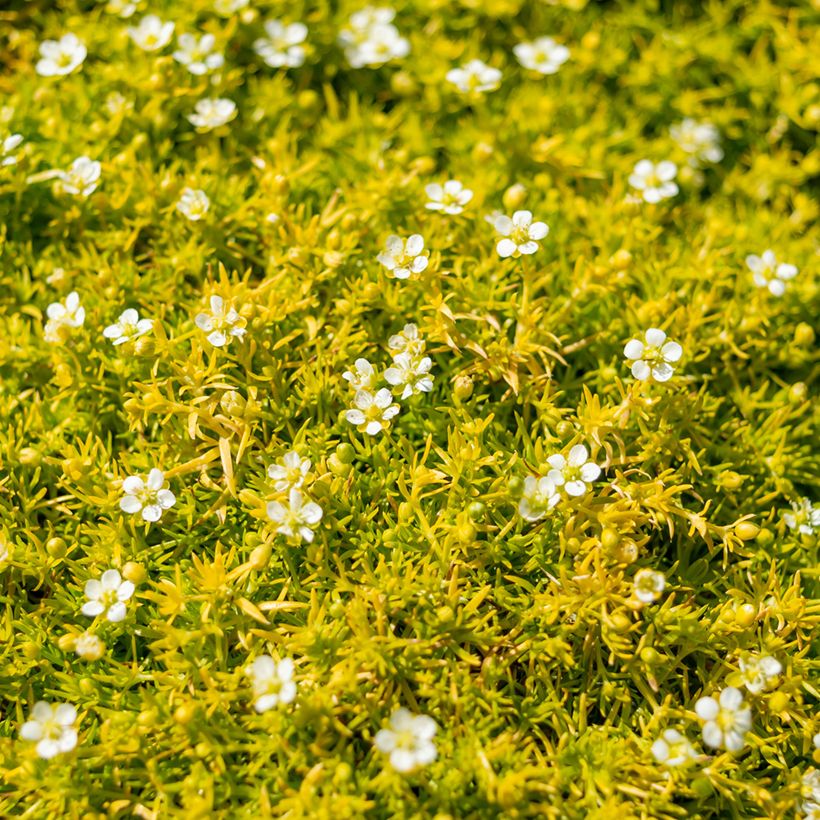 Sagina Lime Moss - Sagine subulée (Floraison)