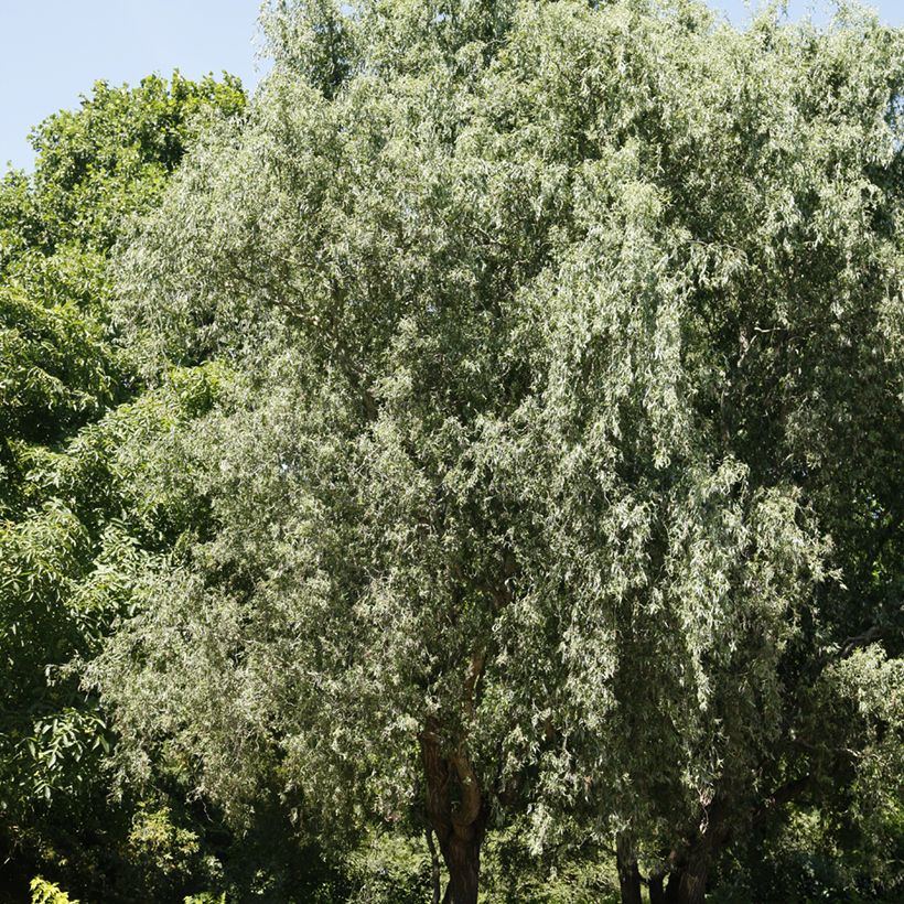 Saule blanc tortueux - Salix alba Dart's Snake (Port)