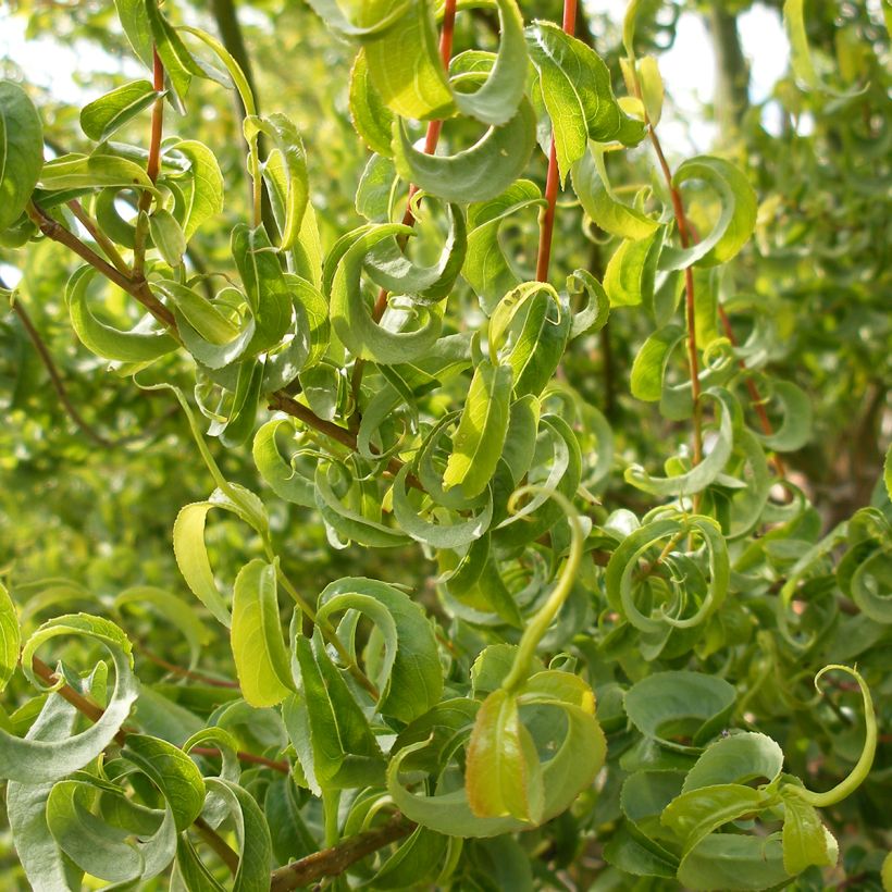 Saule marsault tortueux pleureur Curly Locks - Salix caprea (Feuillage)