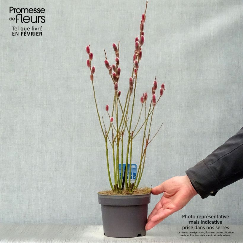 Spécimen de Salix chaenomeloides Mount Aso en pot de 2/3L - Saule japonais tel que livré en hiver