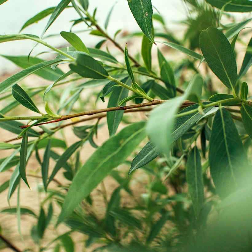 Salix fragilis - Saule fragile (Feuillage)