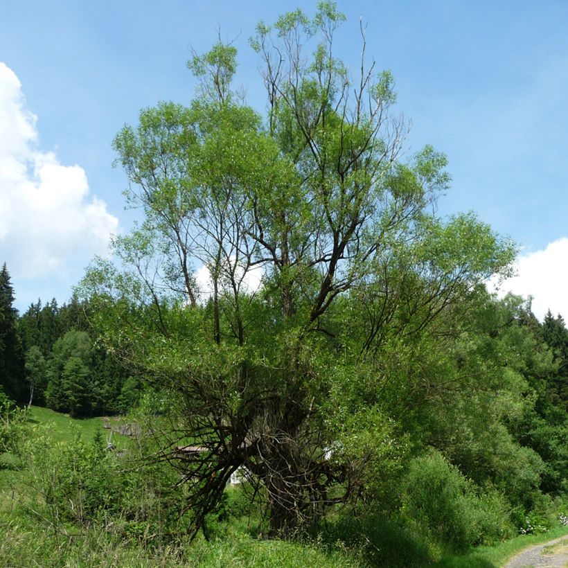 Salix fragilis - Saule fragile (Port)