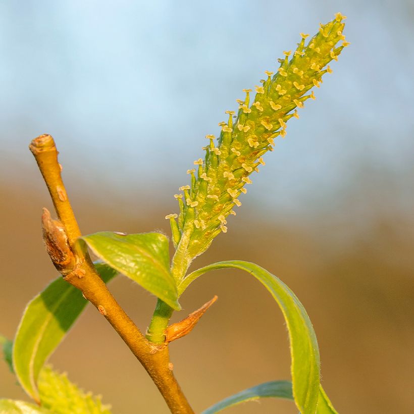 Salix fragilis - Saule fragile (Floraison)