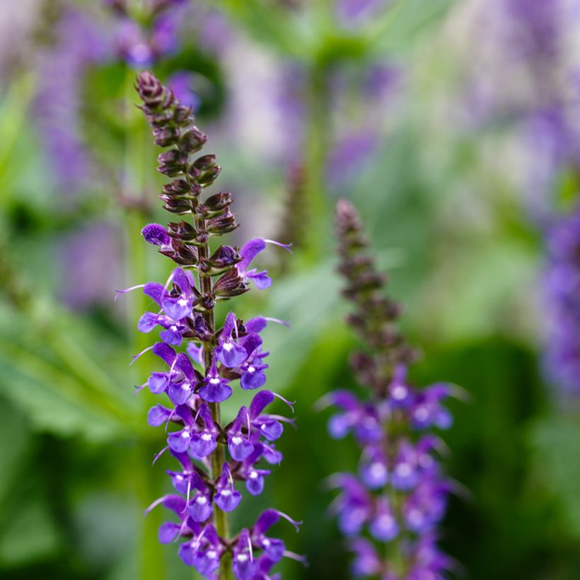Salvia nemorosa Mainacht - Sauge des bois bleu violet (Floraison)
