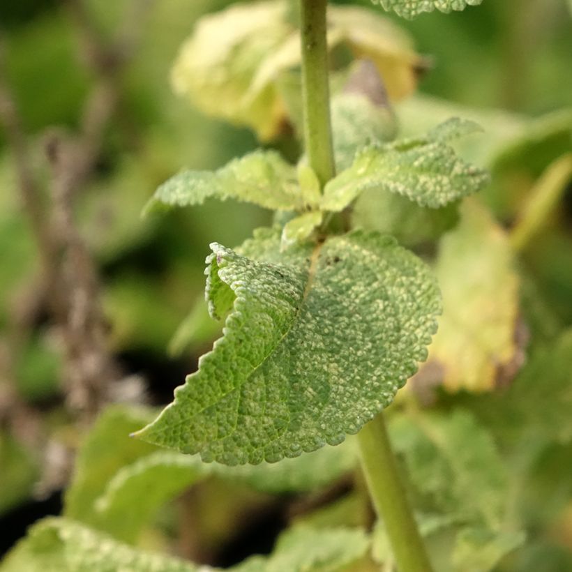 Salvia nemorosa Marcus Haeumanarc - Sauge des bois (Feuillage)