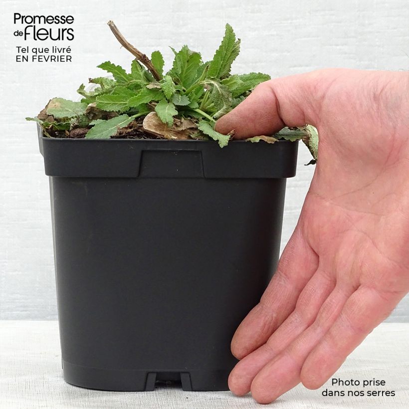 Spécimen de Salvia nemorosa Schneehügel - Sauge des bois en pot de 2/3 litres tel que livré en hiver