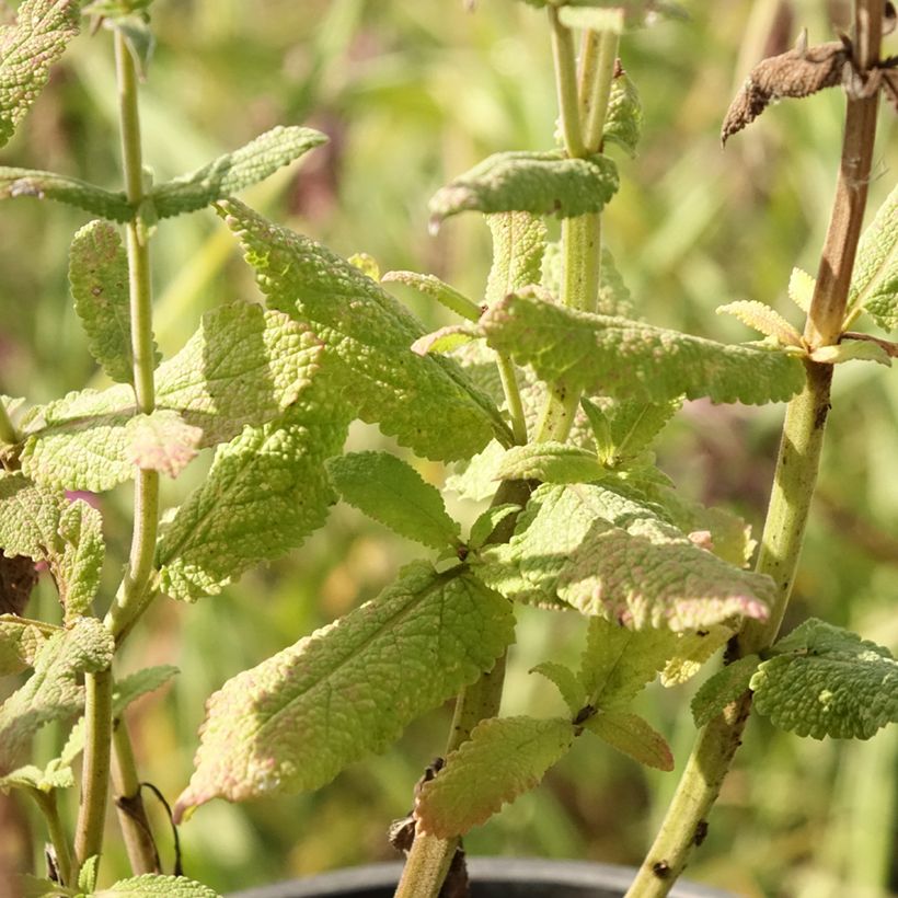 Salvia pratensis Lyrical Blues - Sauge des près (Feuillage)