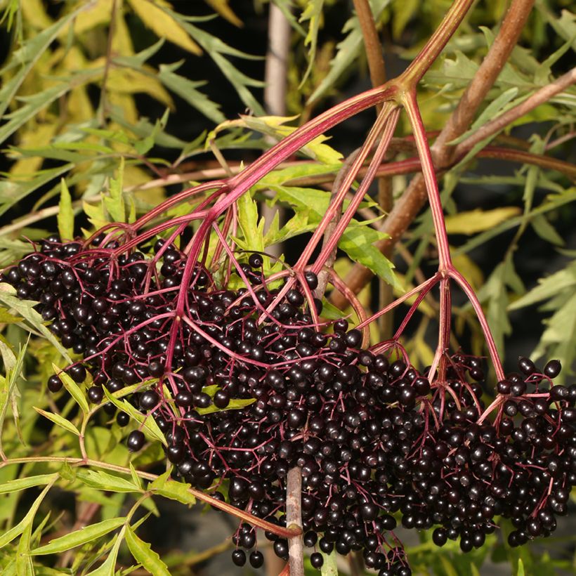 Sureau du Canada - Sambucus canadensis Acutiloba (Récolte)