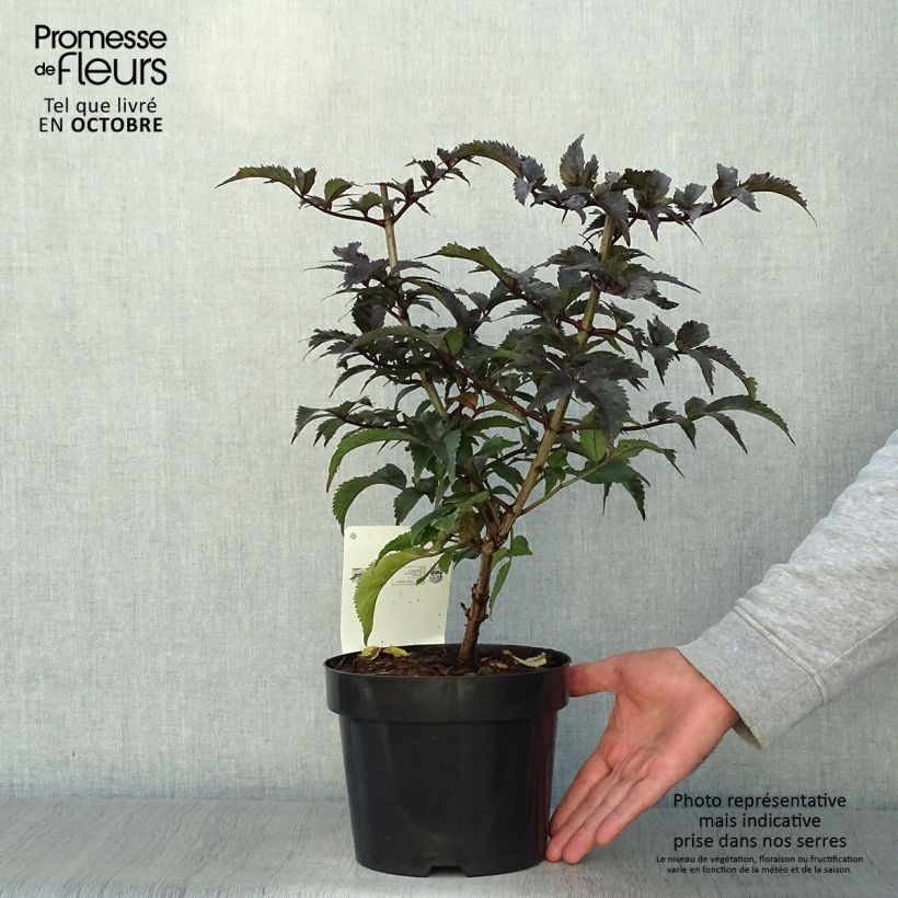 Spécimen de Sureau noir - Sambucus nigra Black Tower en pot de 3,5L tel que livré en automne