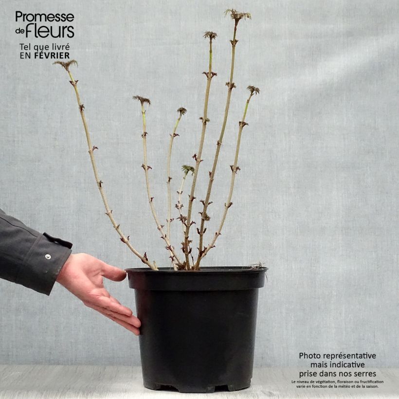 Spécimen de Sambucus nigra Golden Tower en pot de 10L. tel que livré en hiver