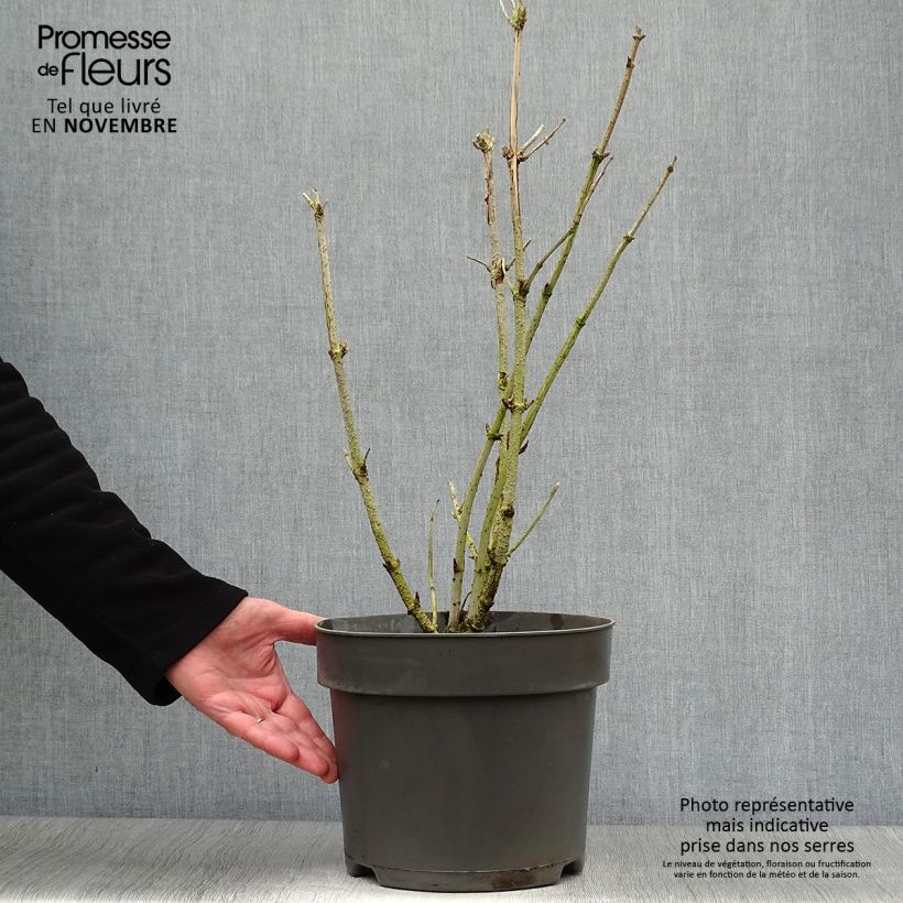 Spécimen de Sambucus nigra Golden Tower en pot de 10L. tel que livré en automne