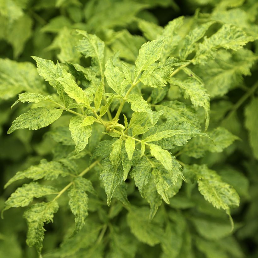 Sureau noir panaché - Sambucus nigra Luteovariegata (Feuillage)